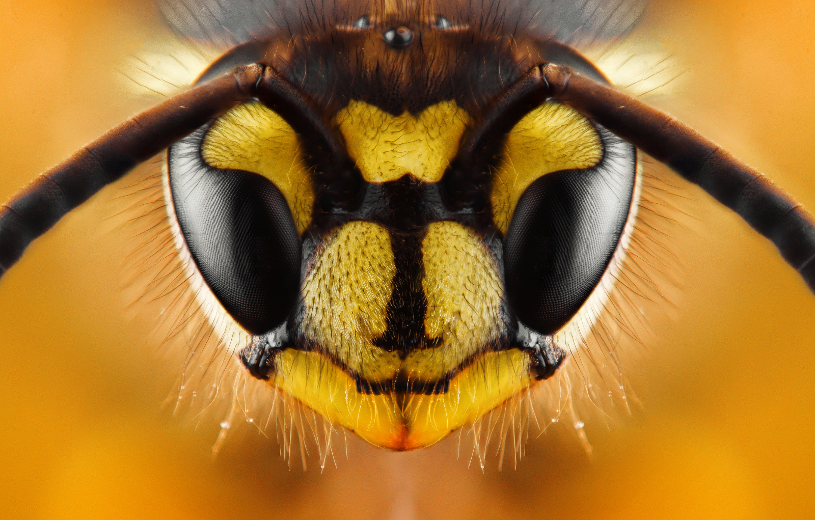Comment différencier abeille, guêpe, frelon et bourdon — free download